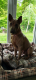 Ogłoszenie - Thai Ridgeback Dog- Dog Thajski - Tarnów - 3 000,00 zł