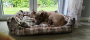 Ogłoszenie - Thai Ridgeback Dog- Dog Thajski - Tarnów - 3 000,00 zł