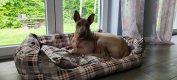 Ogłoszenie - Thai Ridgeback Dog- Dog Thajski - Tarnów - 3 000,00 zł