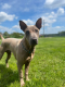 Ogłoszenie - Thai Ridgeback Dog- Dog Thajski - Tarnów - 3 000,00 zł