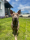 Ogłoszenie - Thai Ridgeback Dog- Dog Thajski - Tarnów - 3 000,00 zł