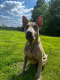 Ogłoszenie - Thai Ridgeback Dog- Dog Thajski - Tarnów - 3 000,00 zł