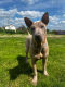 Ogłoszenie - Thai Ridgeback Dog- Dog Thajski - Tarnów - 3 000,00 zł