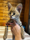 Ogłoszenie - Urocze kocięta Savannah F1 i F2 są dostępne WhatsApp....+237654084093 - Darłowo - 3 000,00 zł