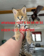 Ogłoszenie - Urocze kocięta Savannah F1 i F2 są dostępne WhatsApp....+237654084093 - Darłowo - 3 000,00 zł