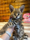 Ogłoszenie - Urocze kocięta Savannah F1 i F2 są dostępne WhatsApp....+237654084093 - Darłowo - 3 000,00 zł