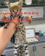 Ogłoszenie - Urocze kocięta Savannah F1 i F2 są dostępne WhatsApp....+237654084093 - Darłowo - 3 000,00 zł