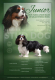 Ogłoszenie - Szczeniaki pieski Cavalier King Charles Spaniel ZKwP FCI - Częstochowa - 6 500,00 zł
