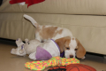 Ogłoszenie - Szczeniaczek Beagle piesek po Championie Polski ZKwP - Częstochowa - 2 500,00 zł