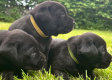 Ogłoszenie - Szczeniak labrador - Śląskie - 1 100,00 zł