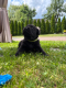 Ogłoszenie - Szczeniak labrador - Śląskie - 1 100,00 zł