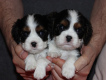 Ogłoszenie - Szczeniaki pieski Cavalier King Charles Spaniel ZKwP FCI - Częstochowa - 6 500,00 zł