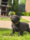 Ogłoszenie - Szczeniak labrador - Śląskie - 1 100,00 zł