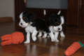 Ogłoszenie - Szczeniaki pieski Cavalier King Charles Spaniel ZKwP FCI - Częstochowa - 6 500,00 zł