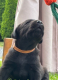 Ogłoszenie - Szczeniak labrador - Śląskie - 1 100,00 zł