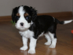 Ogłoszenie - Szczeniaki pieski Cavalier King Charles Spaniel ZKwP FCI - Częstochowa - 6 500,00 zł