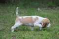 Ogłoszenie - Szczeniaczek Beagle piesek po Championie Polski ZKwP - Częstochowa - 2 500,00 zł