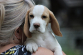 Ogłoszenie - Szczeniaczek Beagle piesek po Championie Polski ZKwP - Częstochowa - 2 500,00 zł