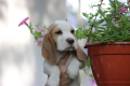 Ogłoszenie - Szczeniaczek Beagle piesek po Championie Polski ZKwP - Częstochowa - 2 500,00 zł