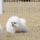 Ogłoszenie - Piękne szczenięta pomeraniana na sprzedaż. Wszystkie są zdrowe, - Łódź - 700,00 zł