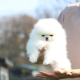 Ogłoszenie - Piękne szczenięta pomeraniana na sprzedaż. Wszystkie są zdrowe, - Łódź - 700,00 zł