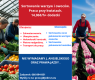 Ogłoszenie - Praca w Holandii – Sortowanie warzyw, owoców i praca przy kwiatach - Katowice
