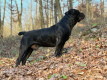 Ogłoszenie - Szczenięta mastifa południowoafrykańskiego – Boerboel - Targówek
