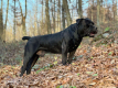 Ogłoszenie - Szczenięta mastifa południowoafrykańskiego – Boerboel - Targówek