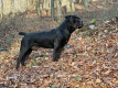 Ogłoszenie - Szczenięta mastifa południowoafrykańskiego – Boerboel - Targówek