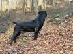 Ogłoszenie - Szczenięta mastifa południowoafrykańskiego – Boerboel - Targówek