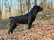 Ogłoszenie - Szczenięta mastifa południowoafrykańskiego – Boerboel - Targówek