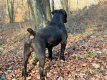 Ogłoszenie - Szczenięta mastifa południowoafrykańskiego – Boerboel - Targówek