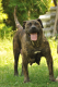 Ogłoszenie - Szczenięta mastifa południowoafrykańskiego – Boerboel - Targówek