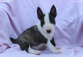 Ogłoszenie - Mini Bull Terrier – Piękne szczenięta - Wawer
