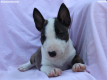 Ogłoszenie - Mini Bull Terrier – Piękne szczenięta - Wawer