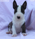 Ogłoszenie - Mini Bull Terrier – Piękne szczenięta - Wawer