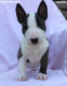 Ogłoszenie - Mini Bull Terrier – Piękne szczenięta - Wawer