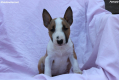 Ogłoszenie - Mini Bull Terrier – Piękne szczenięta - Wawer