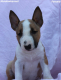 Ogłoszenie - Mini Bull Terrier – Piękne szczenięta - Wawer