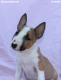 Ogłoszenie - Mini Bull Terrier – Piękne szczenięta - Wawer