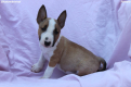 Ogłoszenie - Mini Bull Terrier – Piękne szczenięta - Wawer