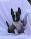 Ogłoszenie - Mini Bull Terrier – Piękne szczenięta - Wawer