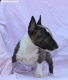 Ogłoszenie - Mini Bull Terrier – Piękne szczenięta - Wawer