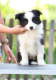 Ogłoszenie - Border Collie Szczenięta