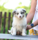 Ogłoszenie - Border Collie Szczenięta