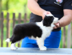 Ogłoszenie - Border Collie Szczenięta