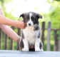 Ogłoszenie - Border Collie Szczenięta