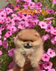 Ogłoszenie - Pomeranian Boo Szczenięta - Bielany