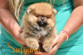 Ogłoszenie - Pomeranian Boo Szczenięta - Bielany