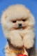 Ogłoszenie - Pomeranian Boo Szczenięta - Bielany